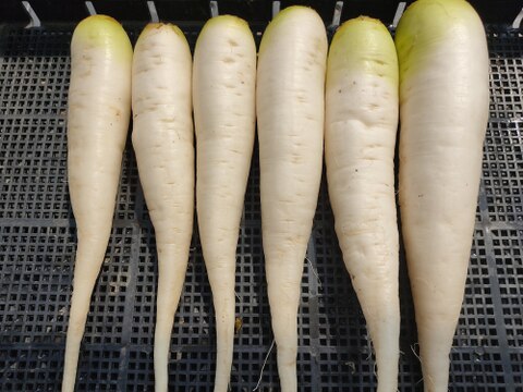 ✨ころんと可愛い「春待つ大根」約1.8kg　農薬・化成肥料不使用✨