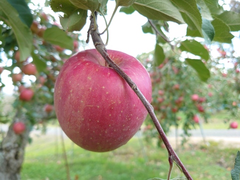 リンゴの王様『サンふじ』ご家庭用秀品約5kg　りんごといえばやっぱりふじ！！