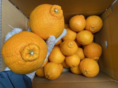 満足度最高！うわじまのデコ（不知火）【精品】２．８ｋｇサンプル糖度１３度越え