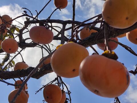 ✨【甘柿（富有柿）】2.8kg（23～30玉）　農薬肥料不使用の自然栽培✨