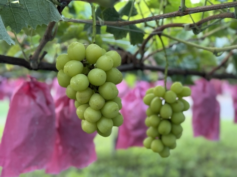 ぶどう食べ比べ『シャインマスカット、マスカサーティーン』1kg〜1.1kg