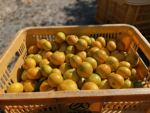 【ミニサイズ限定】完熟大長みかん5kg