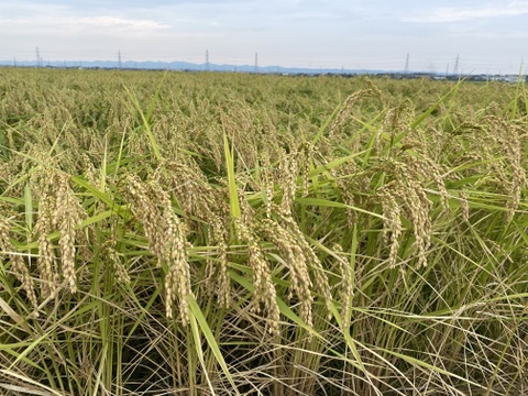 【令和７年新米】　新潟県産コシヒカリ　精米２㎏