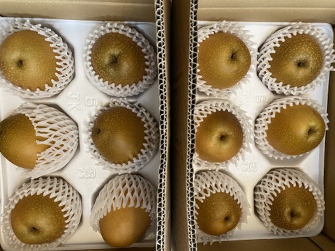 発送中「王秋梨」2.5キロ(4～6玉)2箱ｾｯﾄ 熨斗対応 たにがみ農園 鳥取県産 みずみずしい 梨 nashi ナシ なし 11月中旬より随時発送 【冬ギフト】