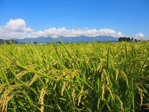[Ｒ3年産新米]特別栽培米 あきたこまち精米10kg