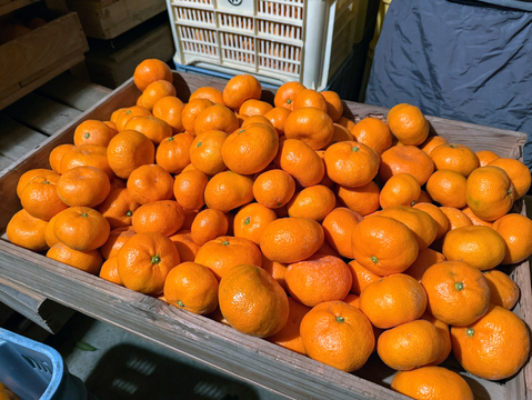 【贈り物にも】今が一番おいしい中生みかん（上品 5kg）｜勝浦町産