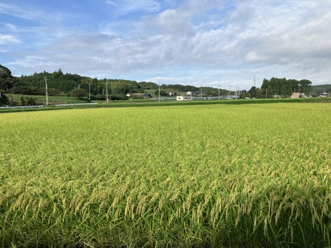 お米のプロが作るお米！】
令和7年産 にじのきらめき (白米5kg/茨城県笠間産) #大粒 #今注目の品種 #お弁当に合う