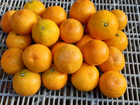 【訳あり】田口みかん小粒❨濃厚な味です4kg❩和歌山下津産