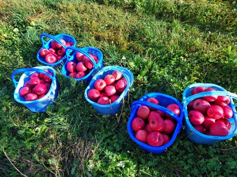 青森県産サンふじりんご約3㎏（キャップ8～10個）