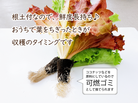 新鮮！採れたて！農薬・化学肥料不使用！レタスの定期便 8個セット