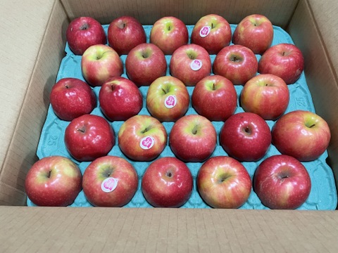 発送中🍎【ヒルナンデスでました！】ピンクレディー®︎ 5キロ訳あり品 加工用 長野県 信州 安曇野 リンゴ 幻 幻のリンゴ 予約 希少 旬 ID36611 ピンクレディー