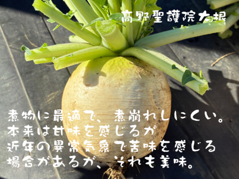 【訳あり】煮物に最適！　固定種の野菜セット11月 (霜月)
