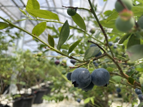 ✿冷凍ブルーベリー✿ ユーリカ中粒500g 　❃2025年度収穫❃農薬不使用