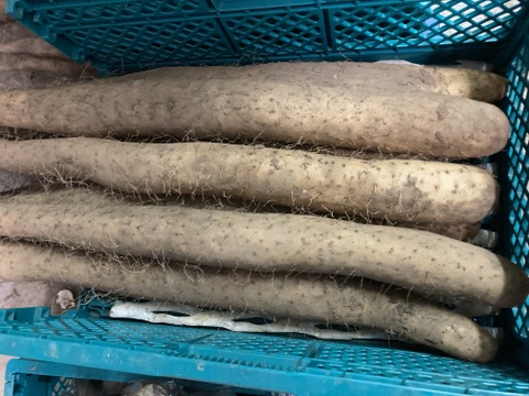 長野県中川村産 長芋（家庭用5kg）
