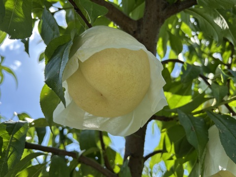 超レア硬い桃‼️CX（シーエックス）1.8キロ【訳あり】：山形県産のCX