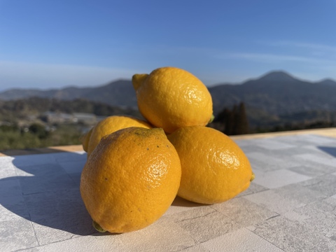 【父の日ギフト】日頃の疲れをレモンで元気に！リスボンベビーサイズ　1.5ｋｇ