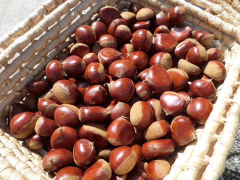 【３品種 食べ比べ 銀寄と筑波と利平 】 甘みを上げた氷温貯蔵 自然栽培栗