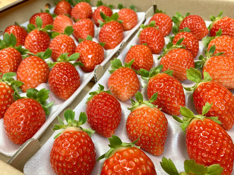 盛岡夏いちご(すずあかね)約600g入り１箱