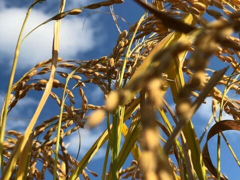 🌾お米ソムリエ監修🌾✨️令和7年産新潟PREMIAM米✨️コシヒカリの1.5倍の大きさ
『いのちの壱』2kg精米
色彩選別済✨️3800円特別な贈り物に✨️