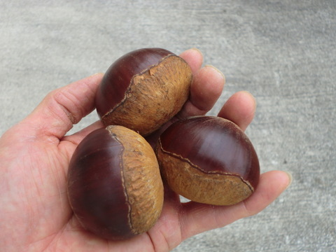 【甘い熟成むき栗 岸根極大粒】ねっとり甘い岸根栗をもっと甘くする氷温熟成むき栗　岸根 真空パック冷凍　むき栗1パック300g入り