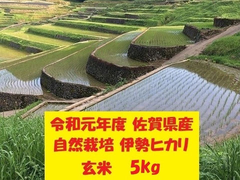 【令和元年新米】無農薬!自然栽培!佐賀県産!「伊勢ヒカリ」玄米5kg