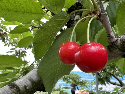 【 ミニやまがた紅王 】山形県天童産 500g 【 規格外:サイズL.LL混合:味は最上級 】
