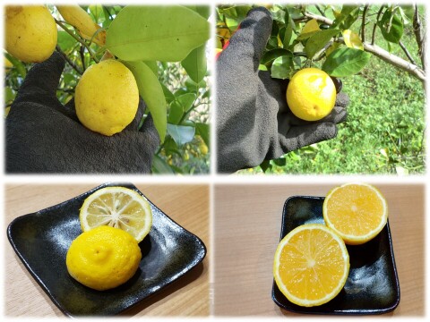 【皮ごと使える】2種の香酸柑橘セット　花ゆずと種なしカボス