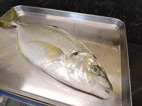 【アジ科の最上位】天然シマアジ　1070g　山陰までやって来る【迷い】シリーズ【1匹限定】