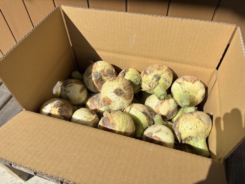 採れたて‼️淡路島産「新玉ねぎ🧅」約5kg