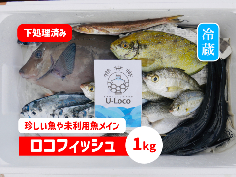 【珍しい魚や未利用魚メイン】鮮魚ボックス1kg※発泡スチロール箱（６～７月限定）