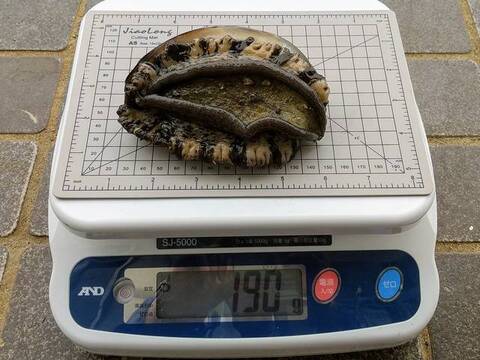 クロアワビ190(黒あわび)1個+おまけサザエ5個