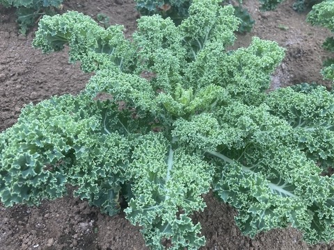 【カリーノケール（サラダケール）】350g　農薬・化学肥料不使用