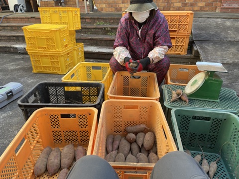 自然の恵みを活かした極上の甘さ！さつまいも紅はるか 1kg M〜2Lサイズ混合【茨城県産 農薬化学肥料不使用】