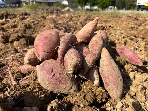 強い甘みとねっとり感！さつまいも『紅はるか』５キロ　★農薬不使用＆無肥料栽培★　愛知県「渥美半島」産