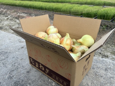 【産地直送】淡路島産甘みたっぷり！ターザン玉ねぎ約5kg