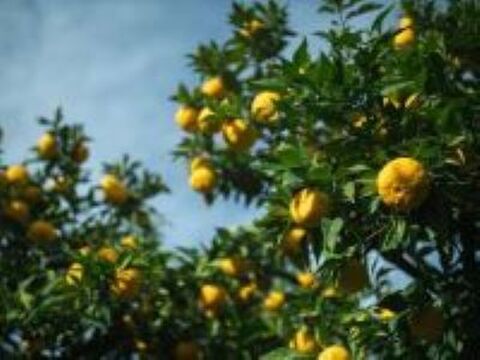 【常温】木頭柚子一番搾り（農薬・化学肥料不使用・無添加柚子果汁）100ml