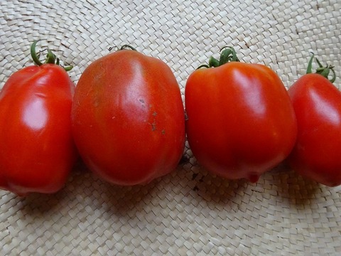 【数量限定太陽さんさん露地トマト】マイクロ～ミディサイズカラフルミックス🍅５～６品種　400gパック×２個入り＋サンマルツァーノ×2パック。