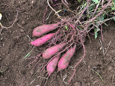 【農薬・化学肥料不使用栽培】2024年産　青森県産　シルクスイート 3kg