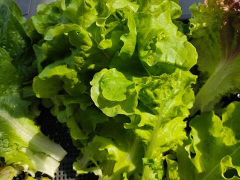 ✨ふんわりやわらか食感！朝採れ✨ミックスレタス600g　農薬・化成肥料不使用✨