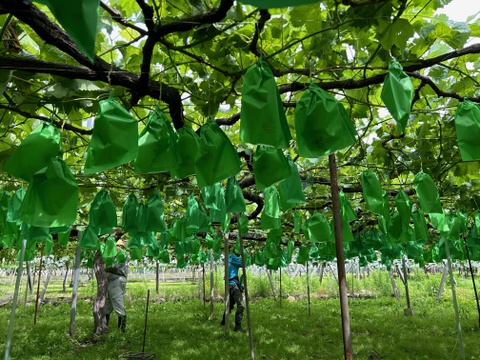 断然お得！シャインマスカット1㎏（8下旬以降順次発送）