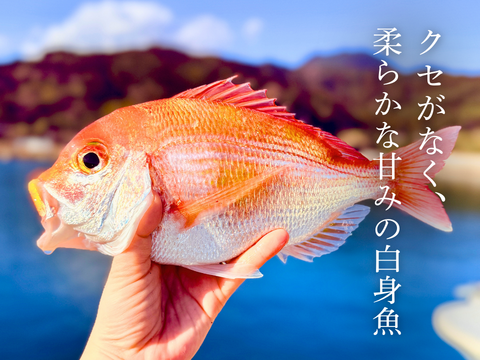 【唐揚げ・南蛮漬けに】小さめレンコダイ（１kg）