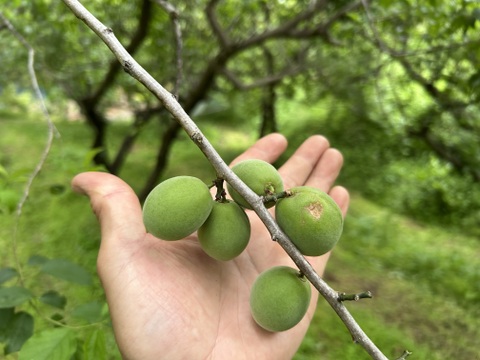 古城梅　青梅　雹傷　２kg　2キロ　Lサイズ中心　梅酒向け