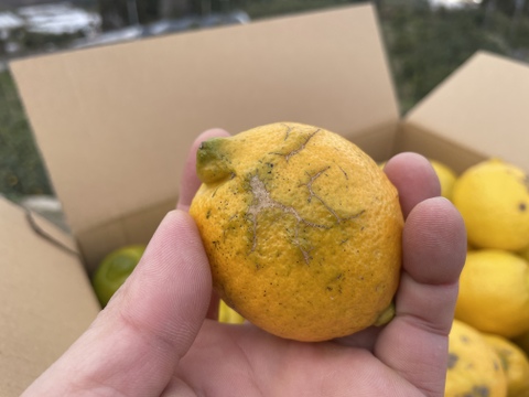 ◆訳あり特価◆レモン「リスボン」　たっぷり使える５キロ