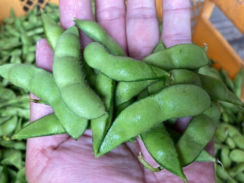 品種お任せ新鮮枝豆300g×5p