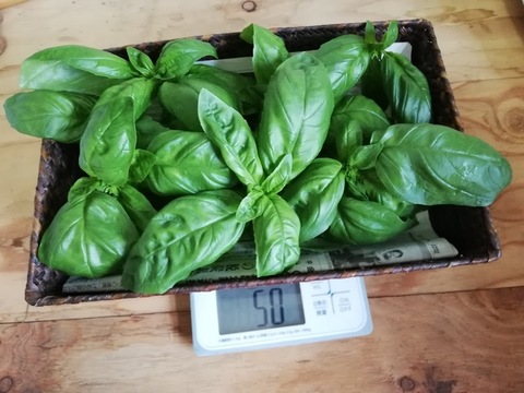 朝摘みバジル 150g