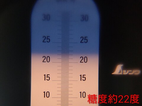 ナガノパープル　1kg以上　2房