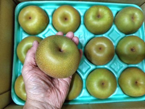 【幸水】3kg （12玉） 【家庭用】甘くてジューシーな梨！