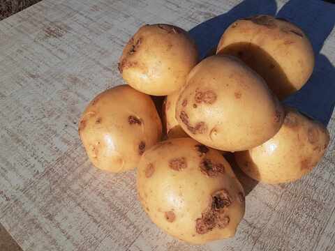 ニシユタカ＆紅はるか　2025年産　訳あり　たっぷり6ｋｇずつの12ｋｇ入り！　貯蔵して超絶美味しい！　有機JAS　いもいもセット　そのやま農園