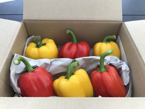 ふぞろい新鮮パプリカ（赤・黄）6個入