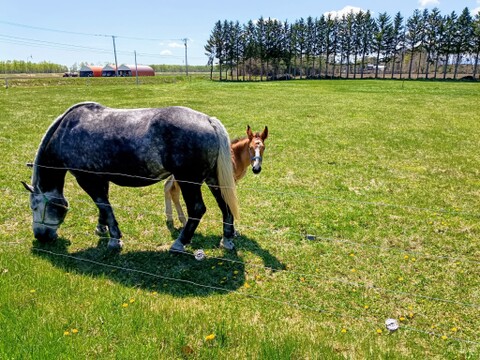 北海道十勝産『ばんばの堆肥で育てたアスパラ』グリーン【L～２L／800g】幸運の『馬蹄』さがしも楽しめるギフトBOXでお届け🍀